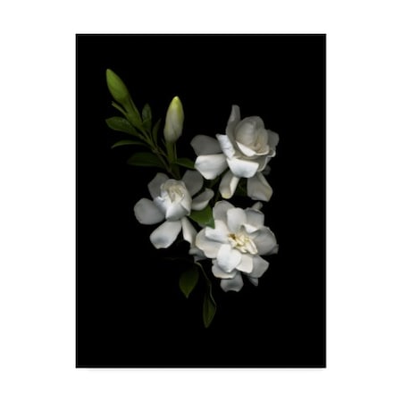 Susan S. Barmon 'Gardenia' Canvas Art,14x19